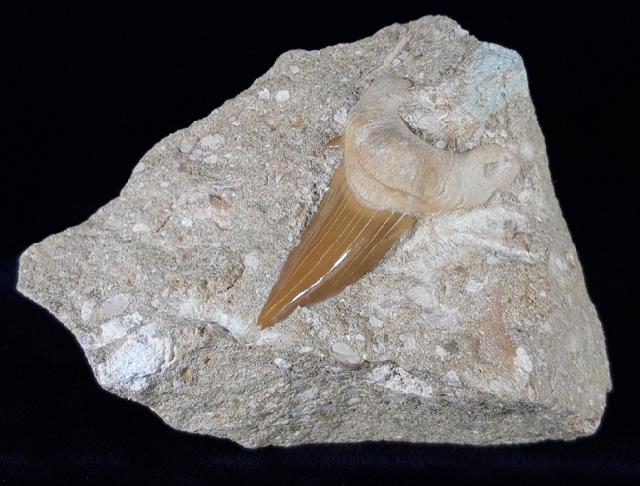 Otodus obliquus AGASSIZ 1843 - Bild © FossNet FossilienStore